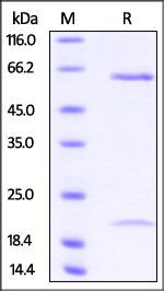 Cynomolgus PCSK9 Protein