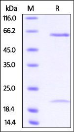 Cynomolgus PCSK9 Protein, His Tag