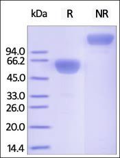 Cynomolgus PD-1 Protein, Fc Tag