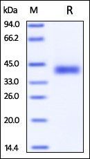 Cynomolgus / Rhesus macaque PD-L1 Protein, His Tag