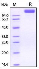 Rhesus macaque VEGF R2 / KDR Protein