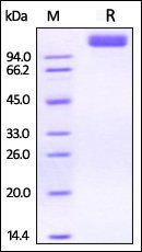 Rhesus macaque VEGF R2 Protein, His Tag