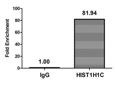 Mono-methyl-H1F0 (K101) antibody