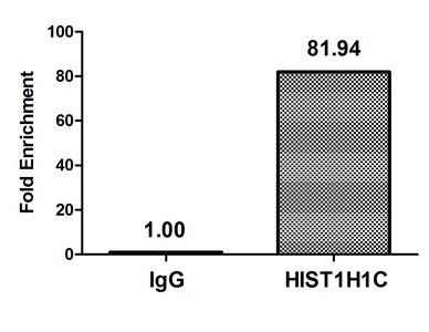 Mono-methyl-H1F0 (K101) Antibody