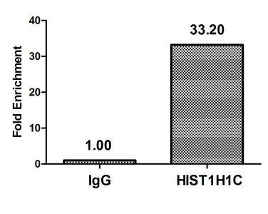 Mono-methyl-H1F0 (K81) antibody