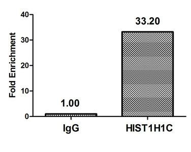 Mono-methyl-H1F0 (K81) Antibody