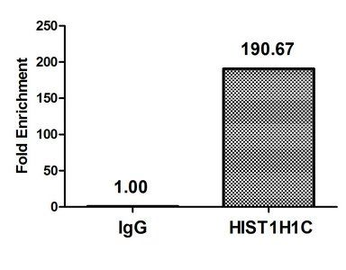 Mono-methyl-HIST1H1C (K186) antibody