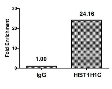 Mono-methyl-HIST1H1C (K96) antibody