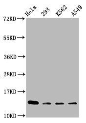 Mono-methyl-HIST1H2BC (K116) antibody