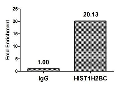 Mono-methyl-HIST1H2BC (K20) antibody