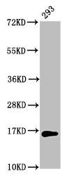 Mono-methyl-HIST1H3A (K64) antibody