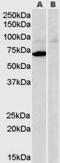 MAOA antibody