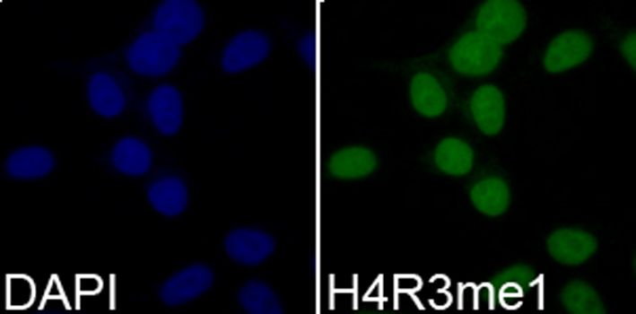 MonoMethyl-Histone H4-R3 antibody