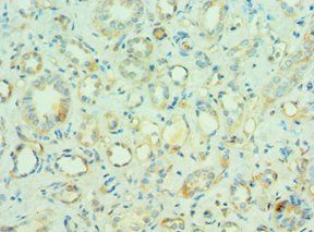 MORF4L1 Antibody