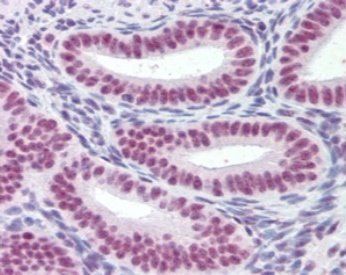 Goat anti-MRG15 / MORF4L1 Antibody