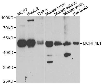 MORF4L1 antibody