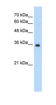 MORF4L2 antibody