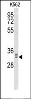 MORG1 antibody