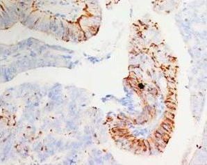Anti-Morg1/WDR83 Antibody