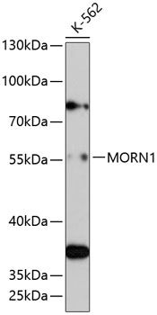 MORN1 antibody
