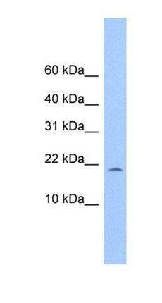 MORN4 antibody