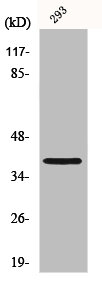 MOS antibody