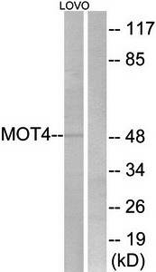 MOT4 antibody