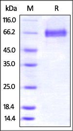 Mouse 4-1BB Ligand / TNFSF9 Protein