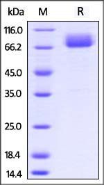 Mouse B7-1 / CD80 Protein