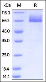 Mouse B7-2 / CD86 Protein