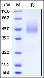 Mouse B7-2 / CD86 Protein