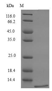 Mouse CCL12 protein (Active)