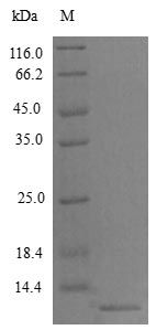 Mouse CCL22 protein (Active)