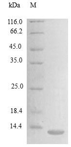 Mouse CCL24 protein (Active)