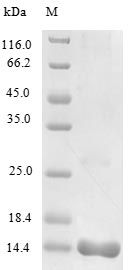 Mouse CCL25 protein (Active)