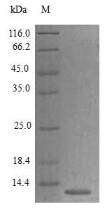 Mouse CCL27 protein (Active)