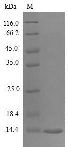 Mouse CCL28 protein (Active)