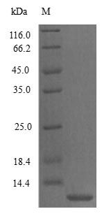 Mouse CCL3 protein (Active)
