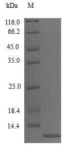 Mouse CCL7 protein (Active)