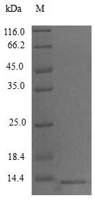 Mouse CCL9 protein (Active)