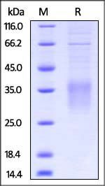 Mouse CD28 Protein