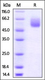 Mouse CD47 Protein