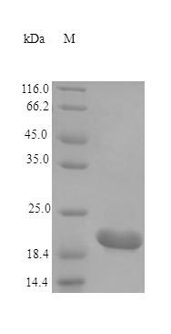 Mouse CTF1 protein (Active)