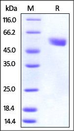 Mouse CTLA-4 / CD152 Protein