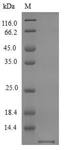 Mouse CXL10 protein (Active)