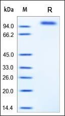 Mouse EGF R Protein