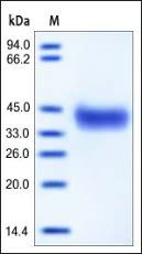 Mouse EpCAM Protein, His Tag