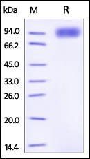Mouse gp130 / CD130 / IL-6 R beta Protein