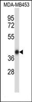 Mouse Hoxc11 antibody
