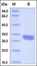Mouse IgG1 Fc Protein